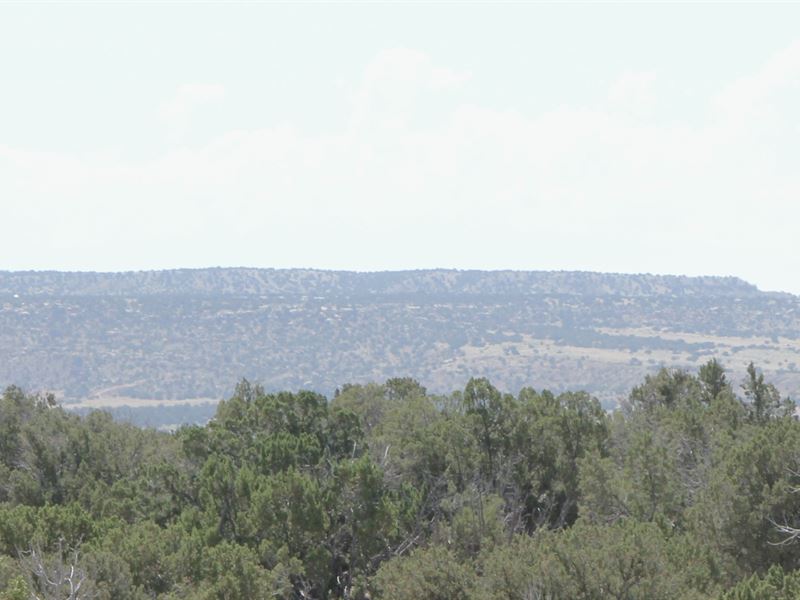 37 Acre High Country Horse Property : Saint Johns : Apache County : Arizona