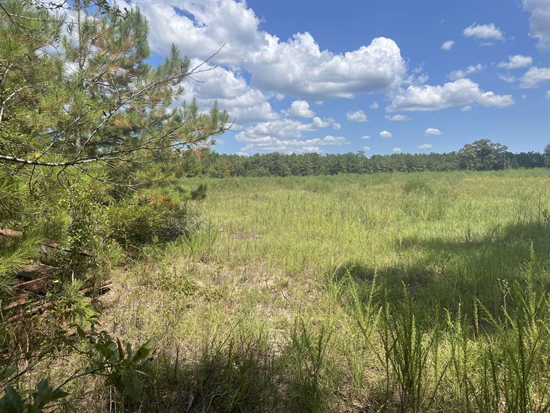 Beautiful Land for Home or Pasture : Oberlin : Allen Parish : Louisiana