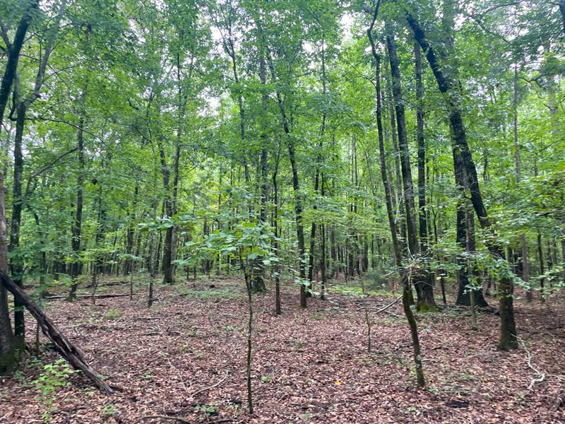 20 Acres in Lee County : Waverly : Lee County : Alabama