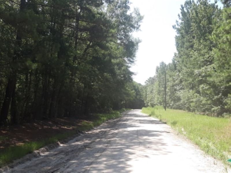 38.5 Ac, Timberland for Home Site : Corrigan : Polk County : Texas