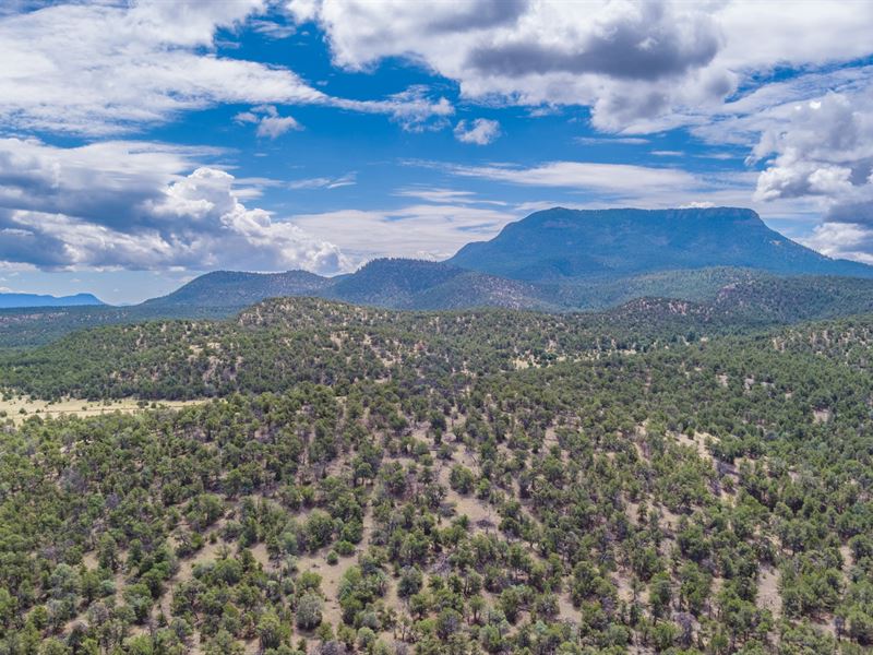 Rustic Retreat Hunting Cabin Unit : Pie Town : Catron County : New Mexico