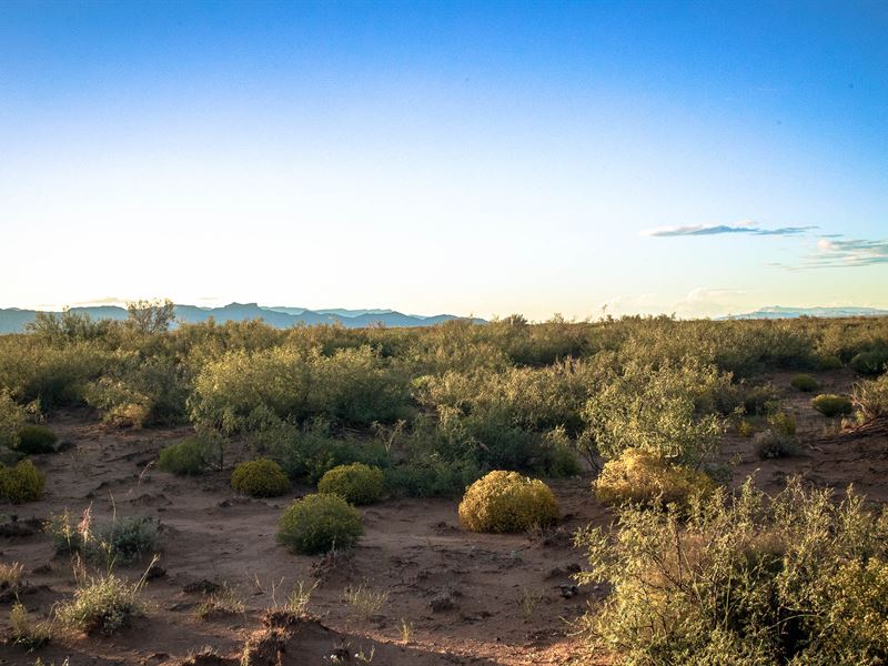 Big Buck for Just a Few Bucks : Van Horn : Culberson County : Texas