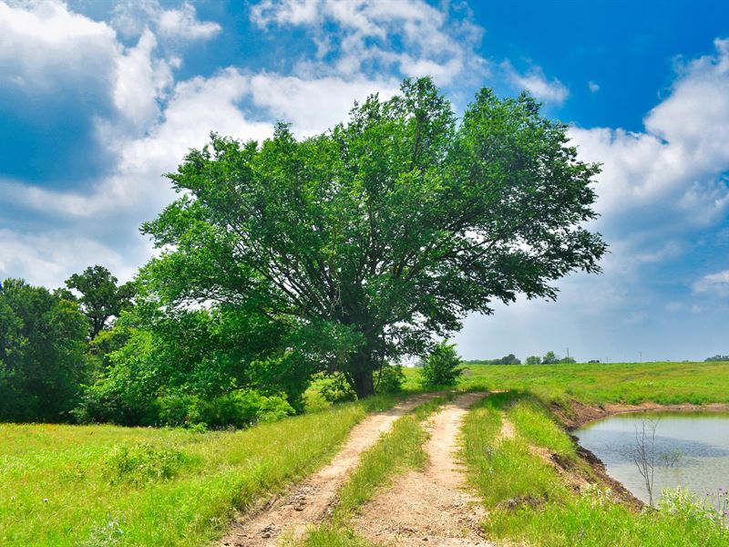 Beautiful Land with Pond : Kingsbury : Guadalupe County : Texas