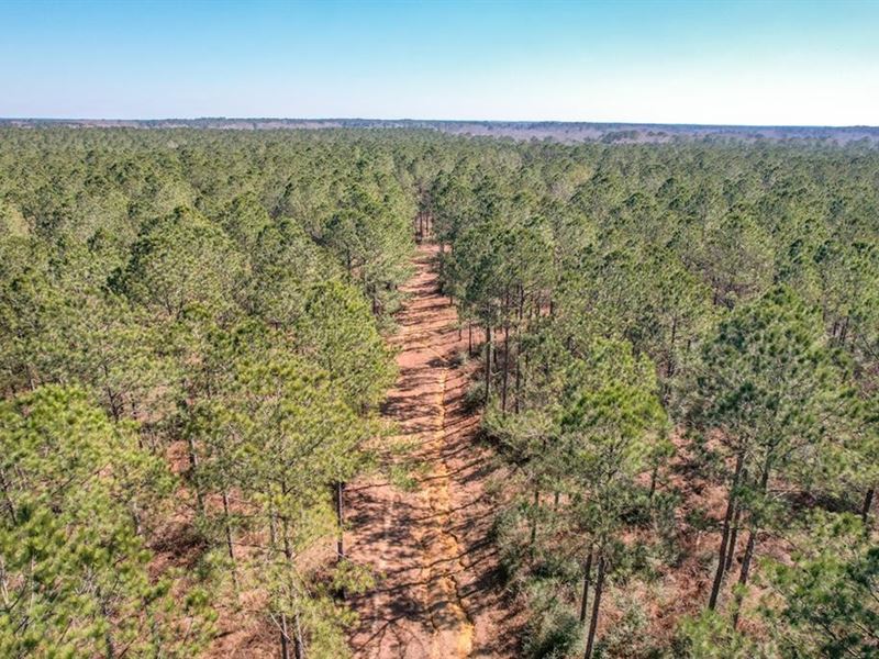 625 Acres Amite County, MS Timberla : Magnolia : Amite County : Mississippi