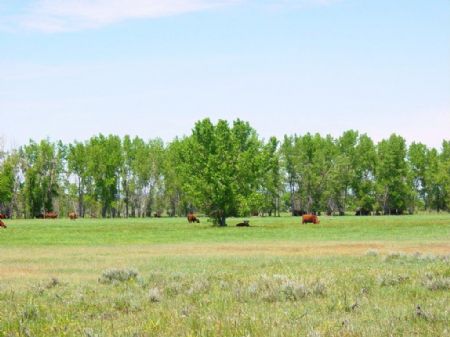 Speelman Creek Ranch : Ekalaka : Carter County : Montana