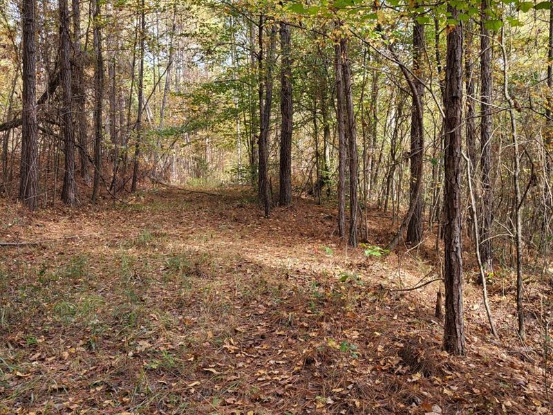 22 Wooded Acres in Alpine : Alpine : Talladega County : Alabama