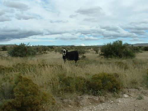 40 Acres Only $399/Mo : Sierra Blanca : Hudspeth County : Texas