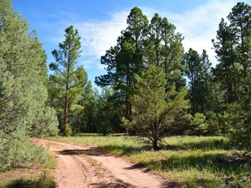 Purple Rock Ranch : Ramah : Cibola County : New Mexico