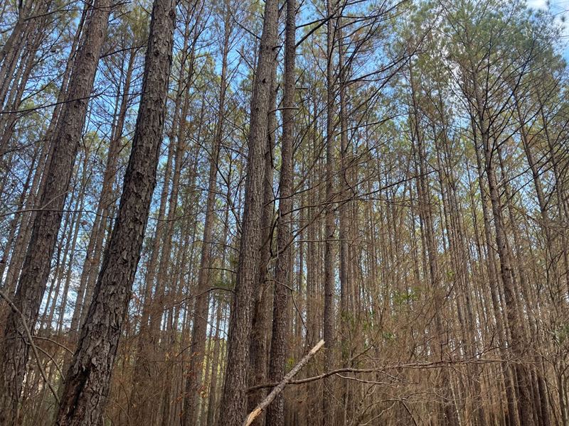 160 Ac Timber Tract in Winston Co : Lynn : Winston County : Alabama