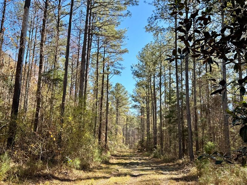 Tunnel Springs Hunting & Timber : Tunnel Springs : Monroe County : Alabama