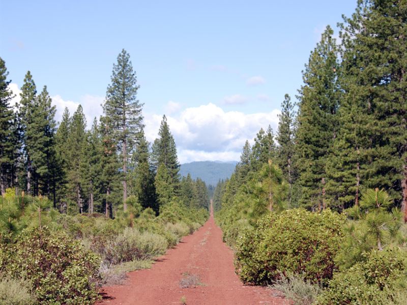 10 Acres in Shasta County, CA : McCloud : Shasta County : California