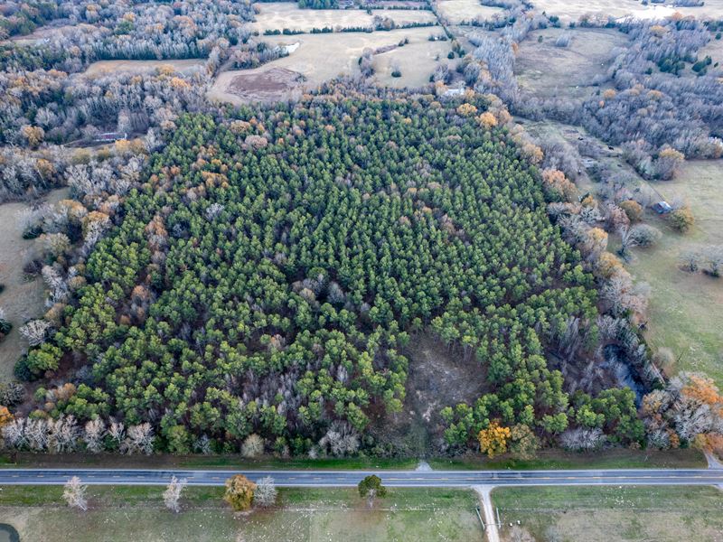 39 Acre Pine Plantation : Bogota : Red River County : Texas