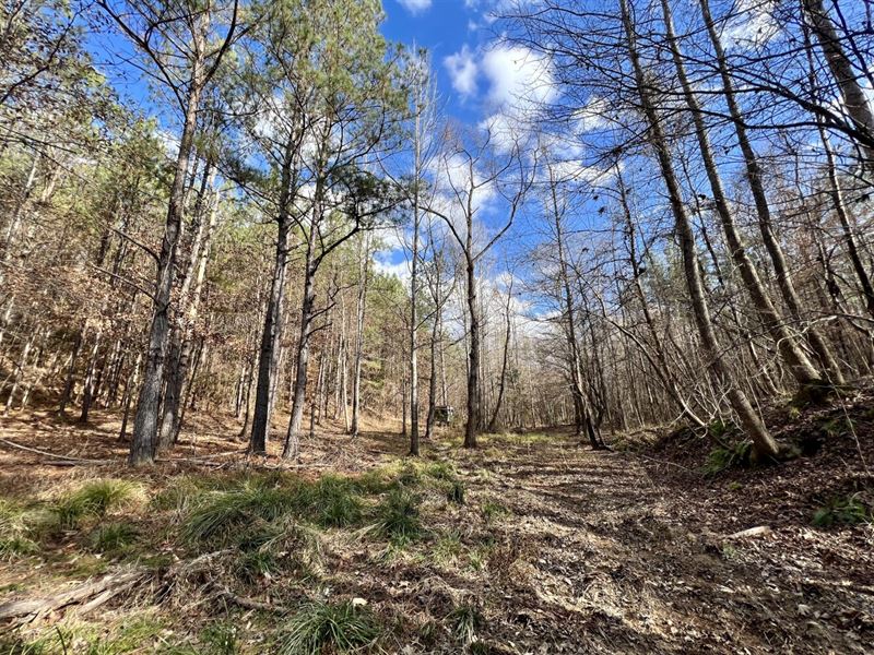 Ararat Road Timber Hunting : Toxey : Choctaw County : Alabama