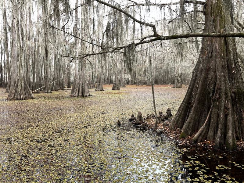 Cypress Bayou 364 WH : Karnack : Harrison County : Texas