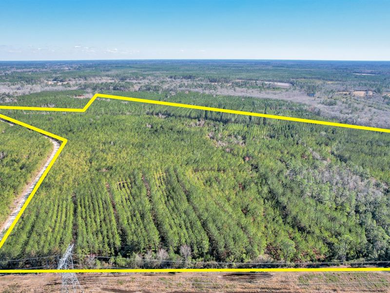 125 Ac Dewey Road, Brantley County : Nahunta : Brantley County : Georgia