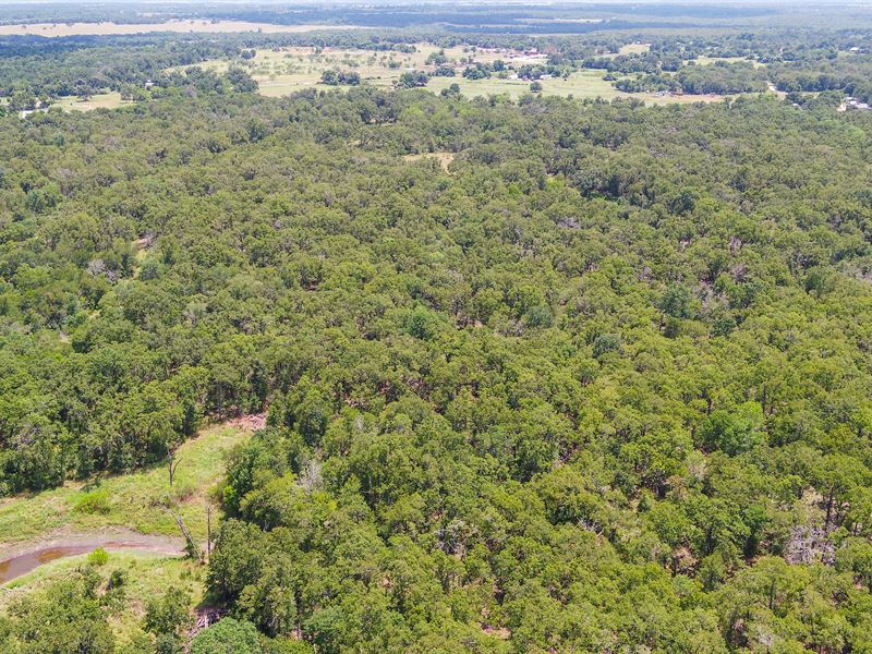 10 Acres in Milam County, Tract 12 : Buckholts : Milam County : Texas