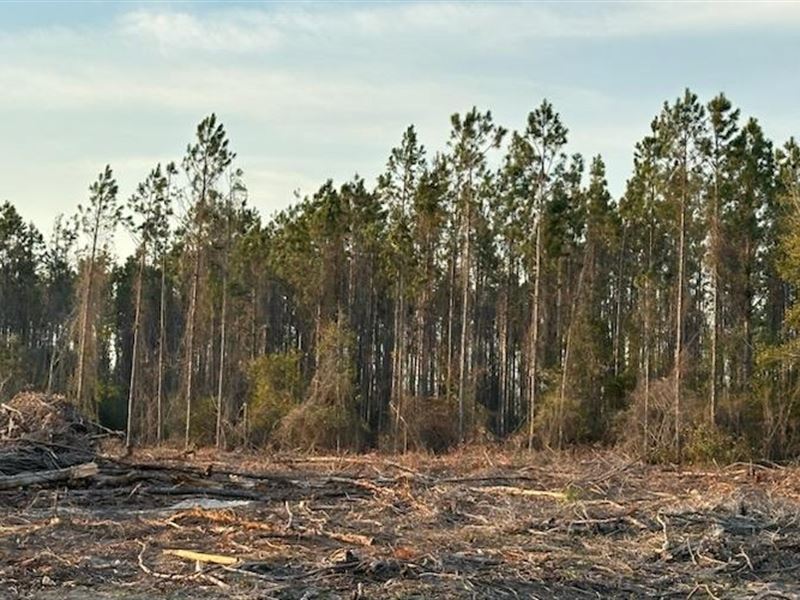 Close To Charles Springs : Live Oak : Suwannee County : Florida