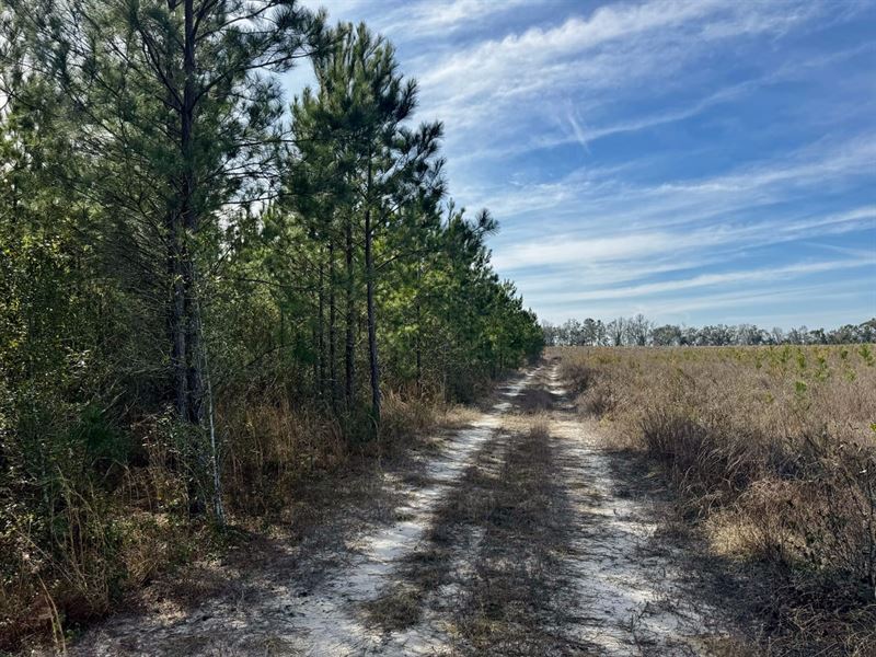 Duval Pond 160 : Madison : Madison County : Florida