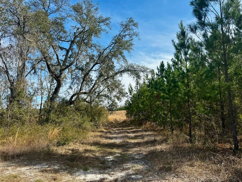 Duval Pond 160 Acre Tree Farm : Madison : Madison County : Florida