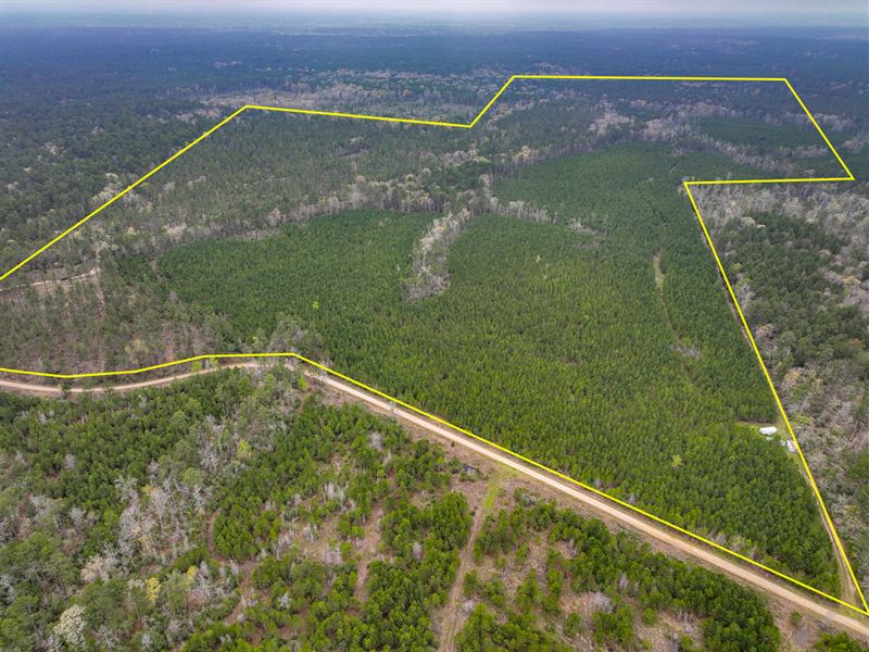 296 Acres, Adjoins National Forest : Kennard : Houston County : Texas