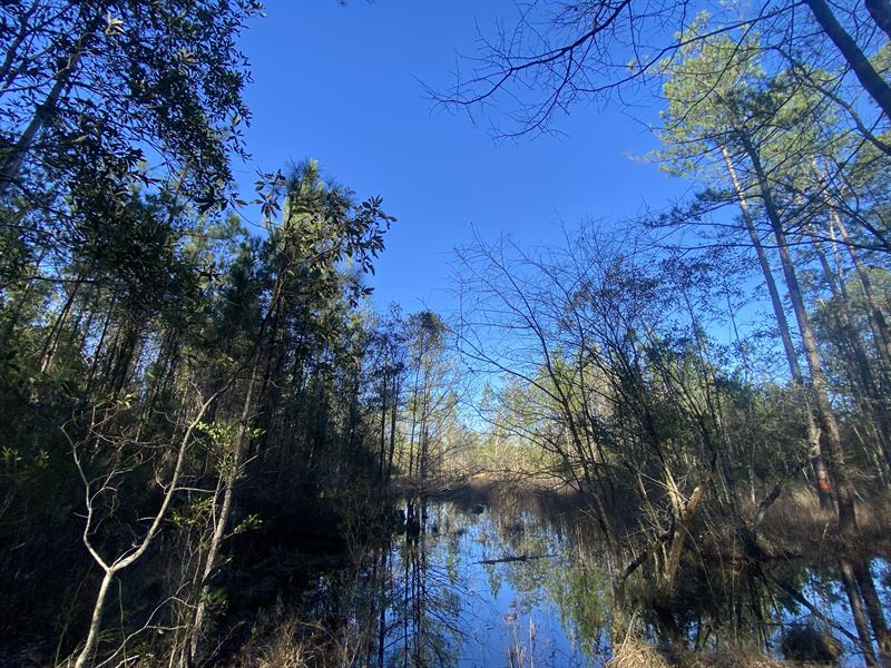 Kurtz Forest Tract : State Line : Greene County : Mississippi