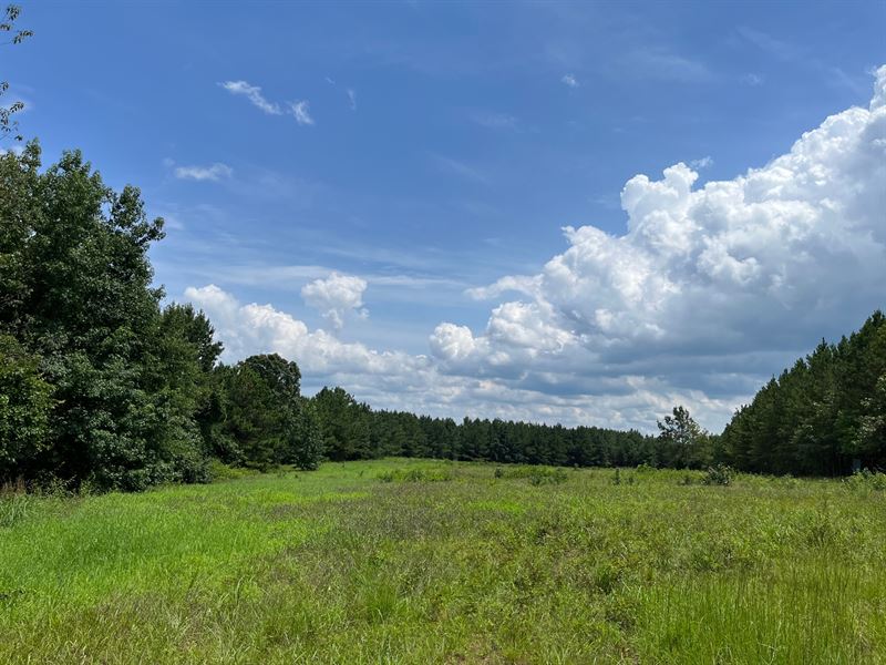 Breathtaking Timber Investment : Barnesville : Lamar County : Georgia