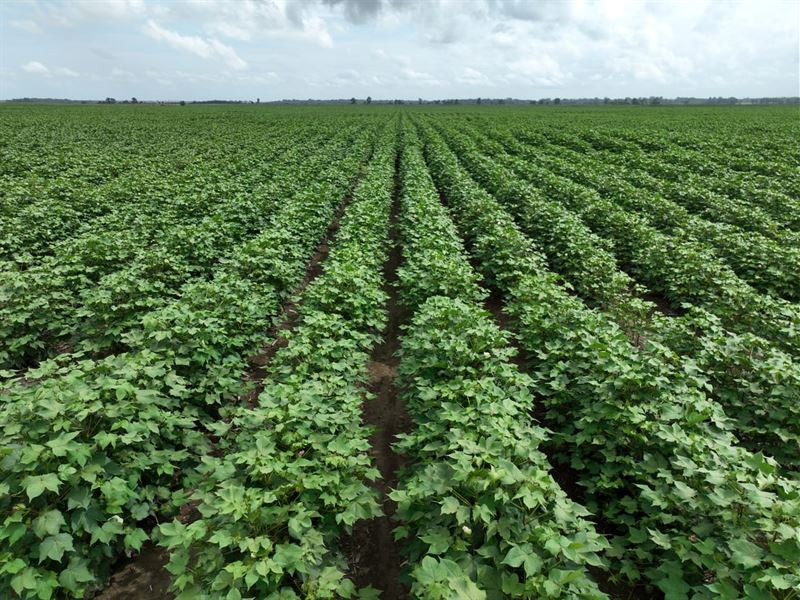 Farrell Road Farm : Clarksdale : Coahoma County : Mississippi