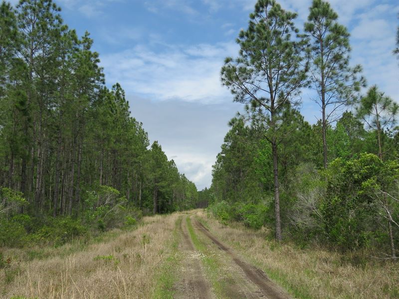 Waccasassa Flatwoods East : Bronson : Levy County : Florida