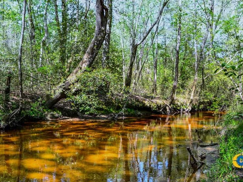 Buffalo Creek South Tract : Jefferson : Kershaw County : South Carolina