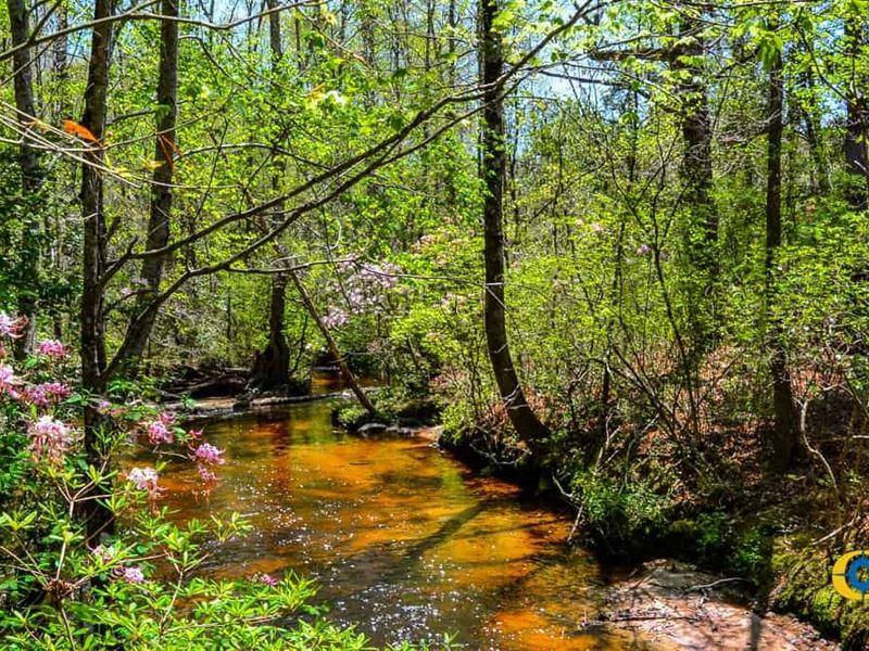 Buffalo Creek Central Tract : Jefferson : Kershaw County : South Carolina