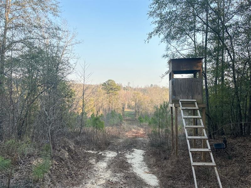 80 Acres Near Marion, AL : Marion : Perry County : Alabama