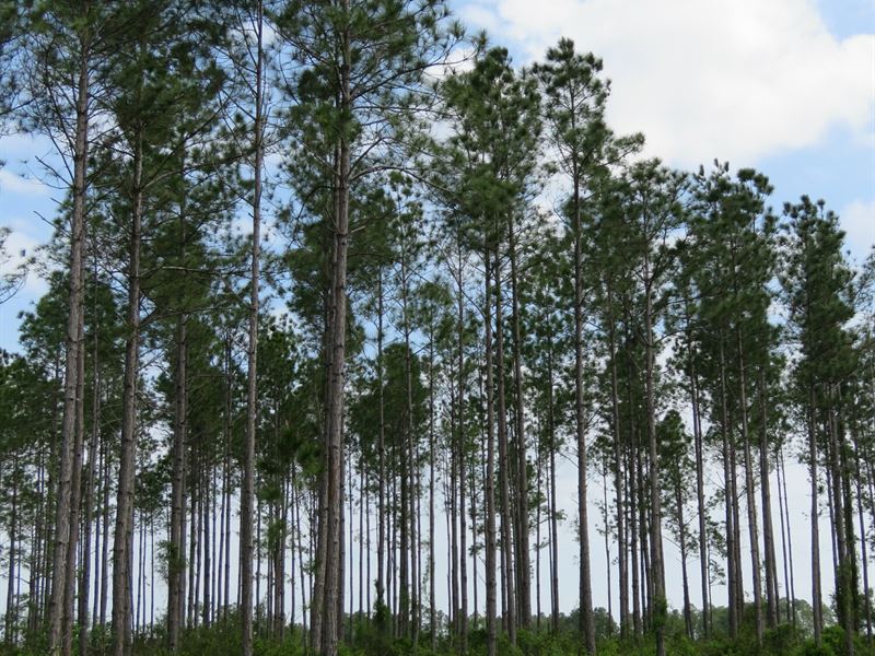 Southern Rosin Tract : Chiefland : Levy County : Florida