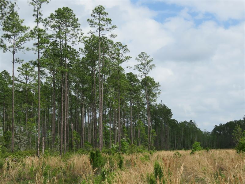 Mill Owners Tract : Chiefland : Levy County : Florida