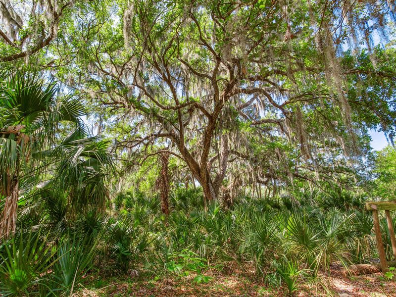 Lithia Hammock 13.83 Acres : Lithia : Hillsborough County : Florida