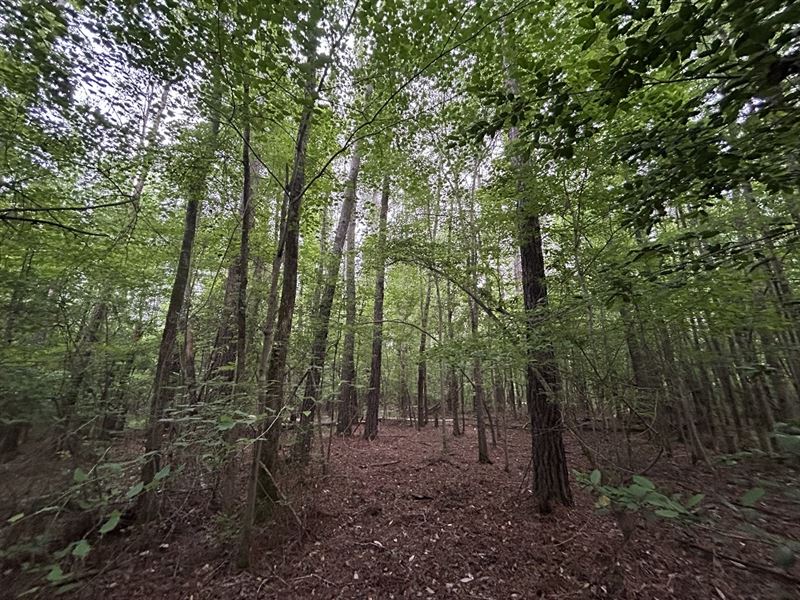 Country Homesite or Hunting Tract : Knoxville : Crawford County : Georgia