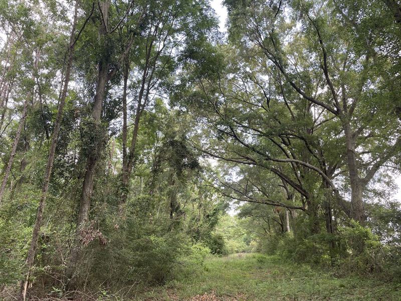 Hunting & Timberland Near Andalusia : Red Level : Covington County : Alabama