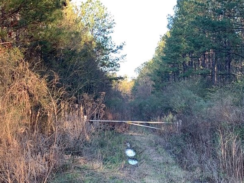 Lizard Creek 3 : Holden : Livingston Parish : Louisiana