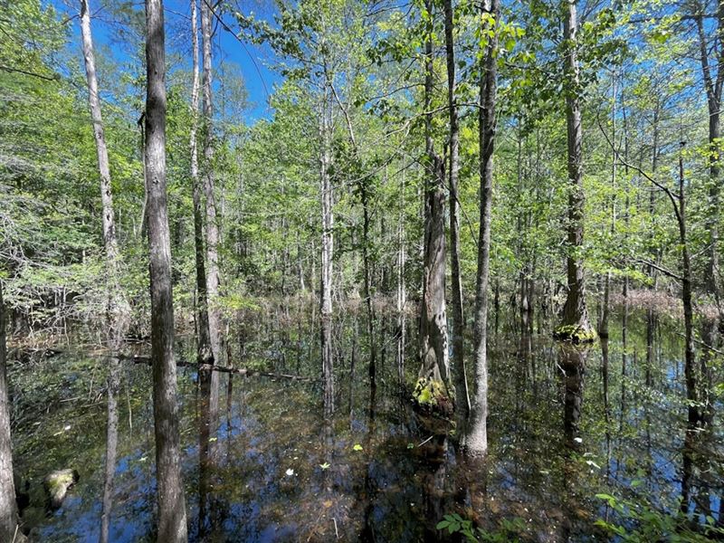 Babcock Cypress : Colquitt : Miller County : Georgia