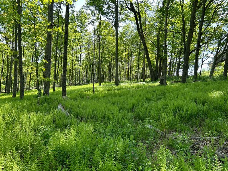 Crumb Rd, Cairnbrook, Somerset : Cairnbrook : Somerset County : Pennsylvania