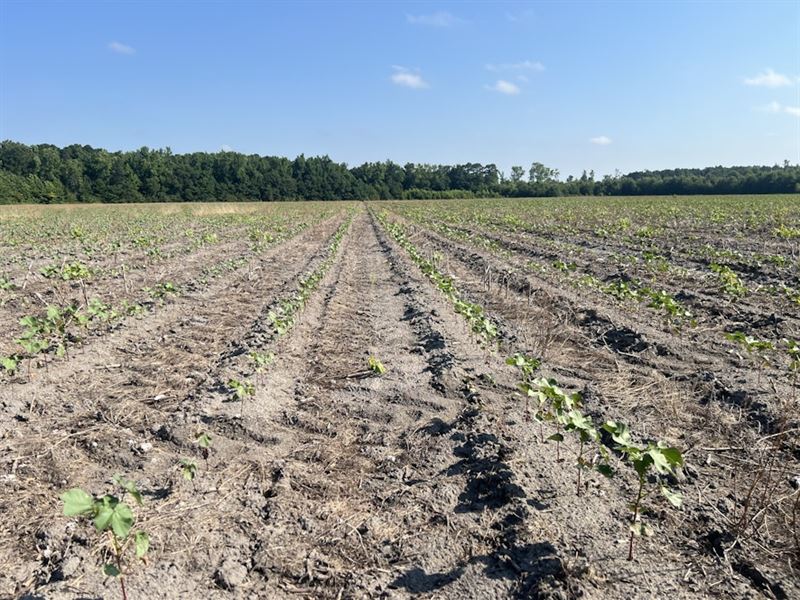 Auburn Farm : Hartsville : Darlington County : South Carolina