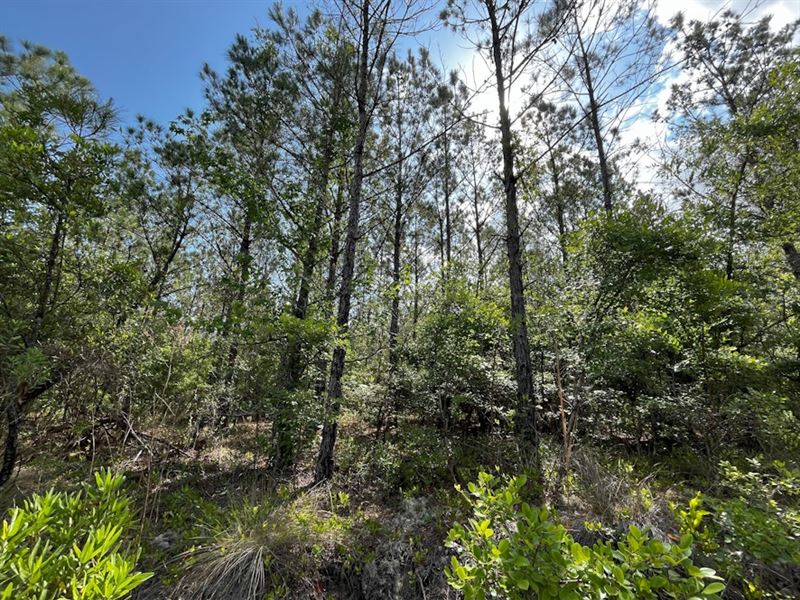 118 Acres in Chipley, Florida : Chipley : Washington County : Florida