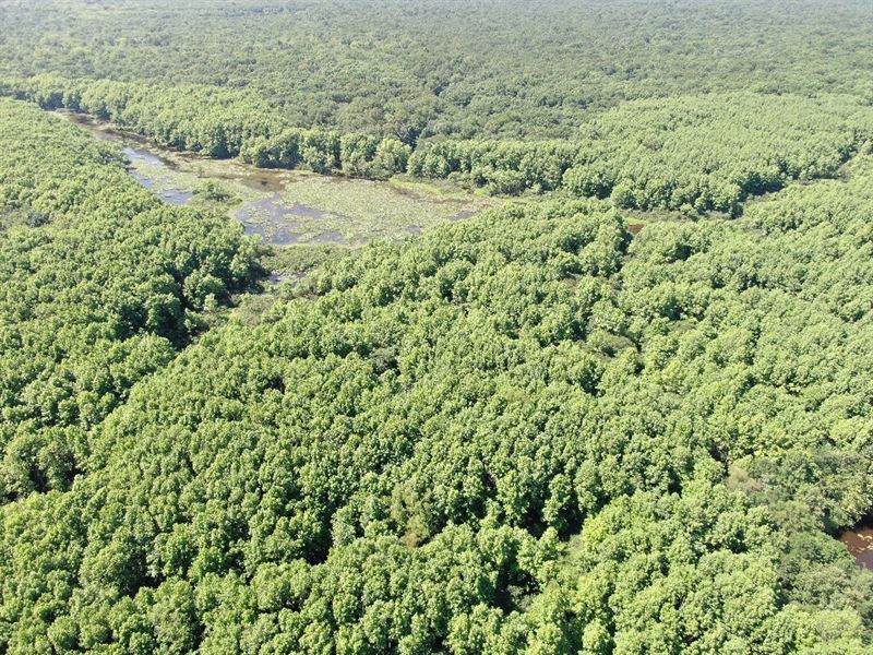 Premier Big Green Timber Duck Woods : Weiner : Poinsett County : Arkansas