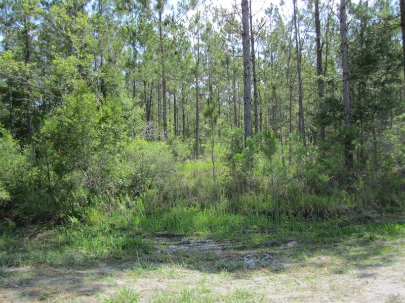 Moody Northeast : Lake Butler : Bradford County : Florida