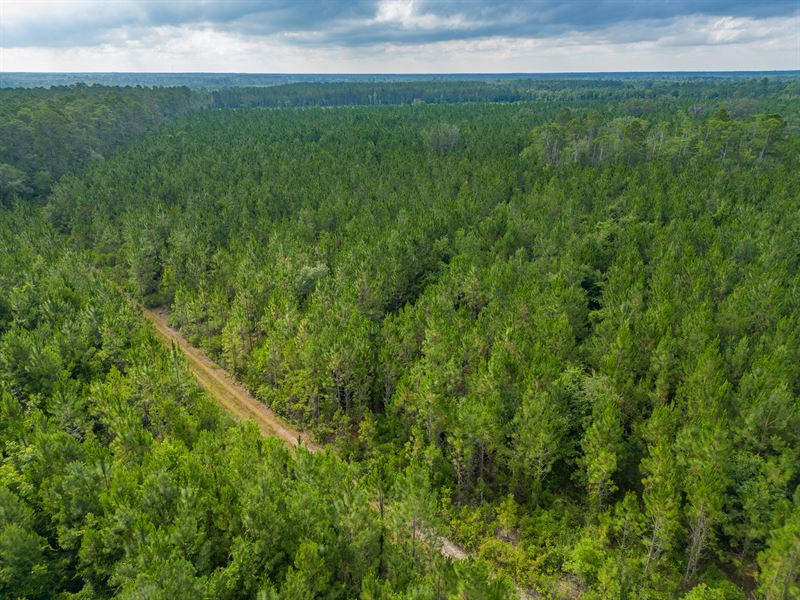 199 Acres of Country Bliss : White Oak : Camden County : Georgia