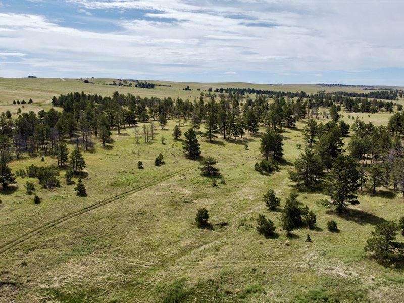 Ridge Road Pines and Views West : Ramah : Elbert County : Colorado