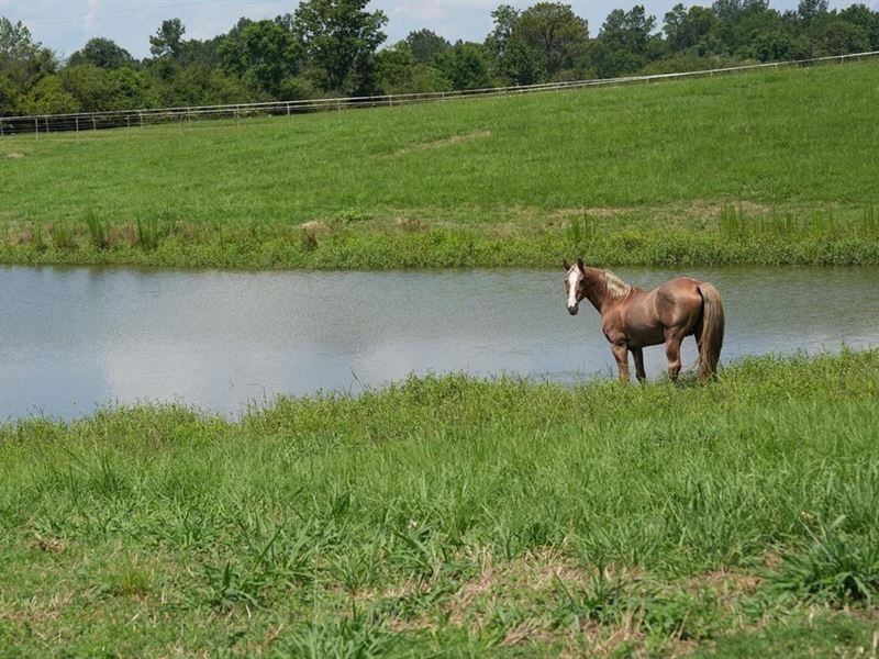 Mini Farm for Sale Sw Mississippi 1 : Summit : Pike County : Mississippi