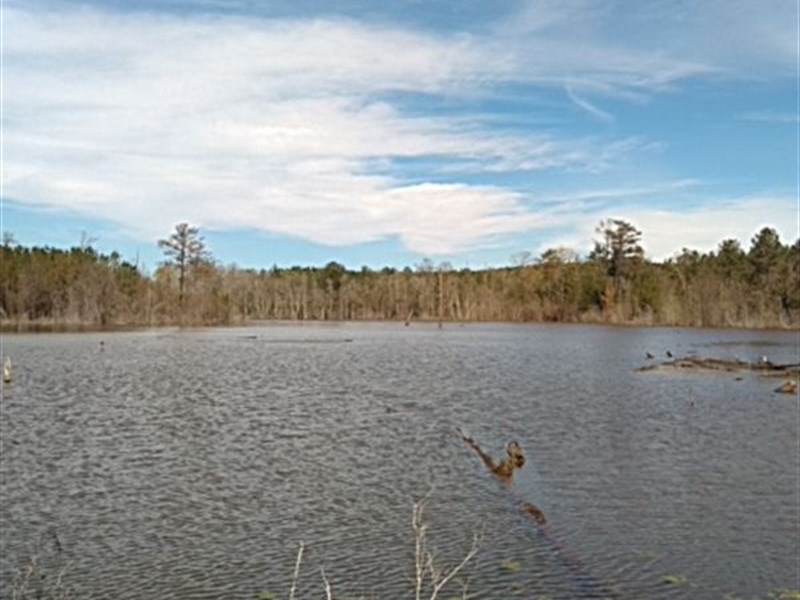 Timber, Investment and 12 Acre Lake : Buena Vista : Marion County : Georgia