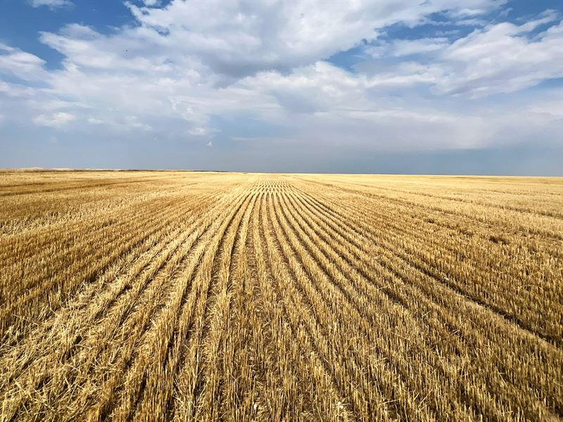 Southeast Washington County Dryland : Cope : Washington County : Colorado