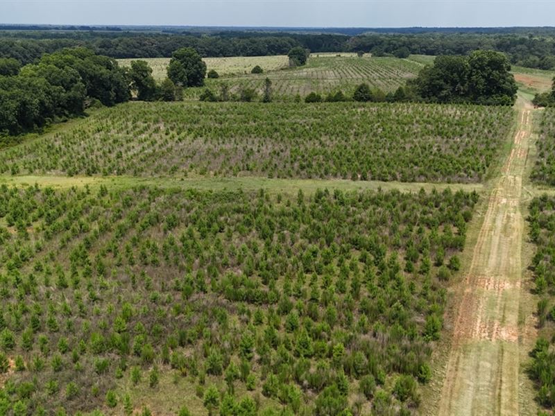 603 Acres with A Lodge in Sumter Co : Plains : Sumter County : Georgia