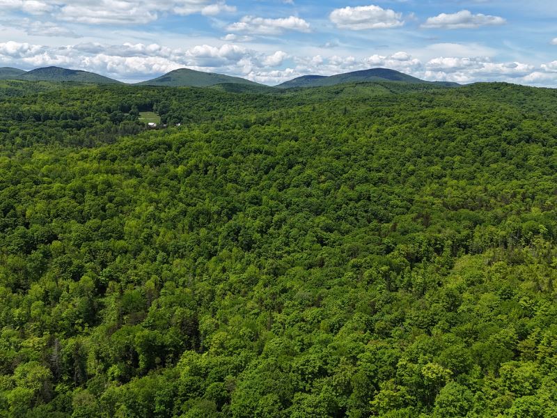 Powder Spring Forest : Topsham : Orange County : Vermont